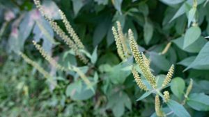 【秋と冬の花粉症】寒い季節ならではのアレルギーも紹介