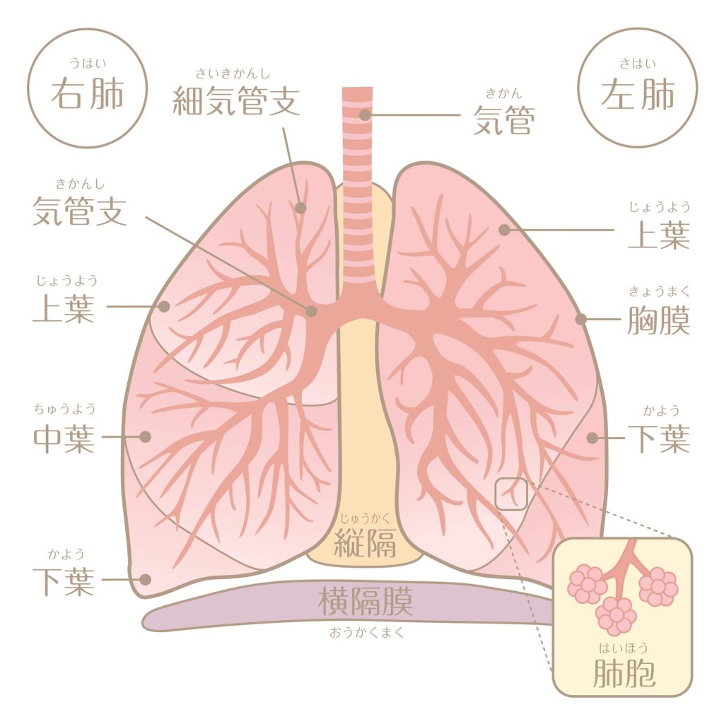 呼吸のしくみ